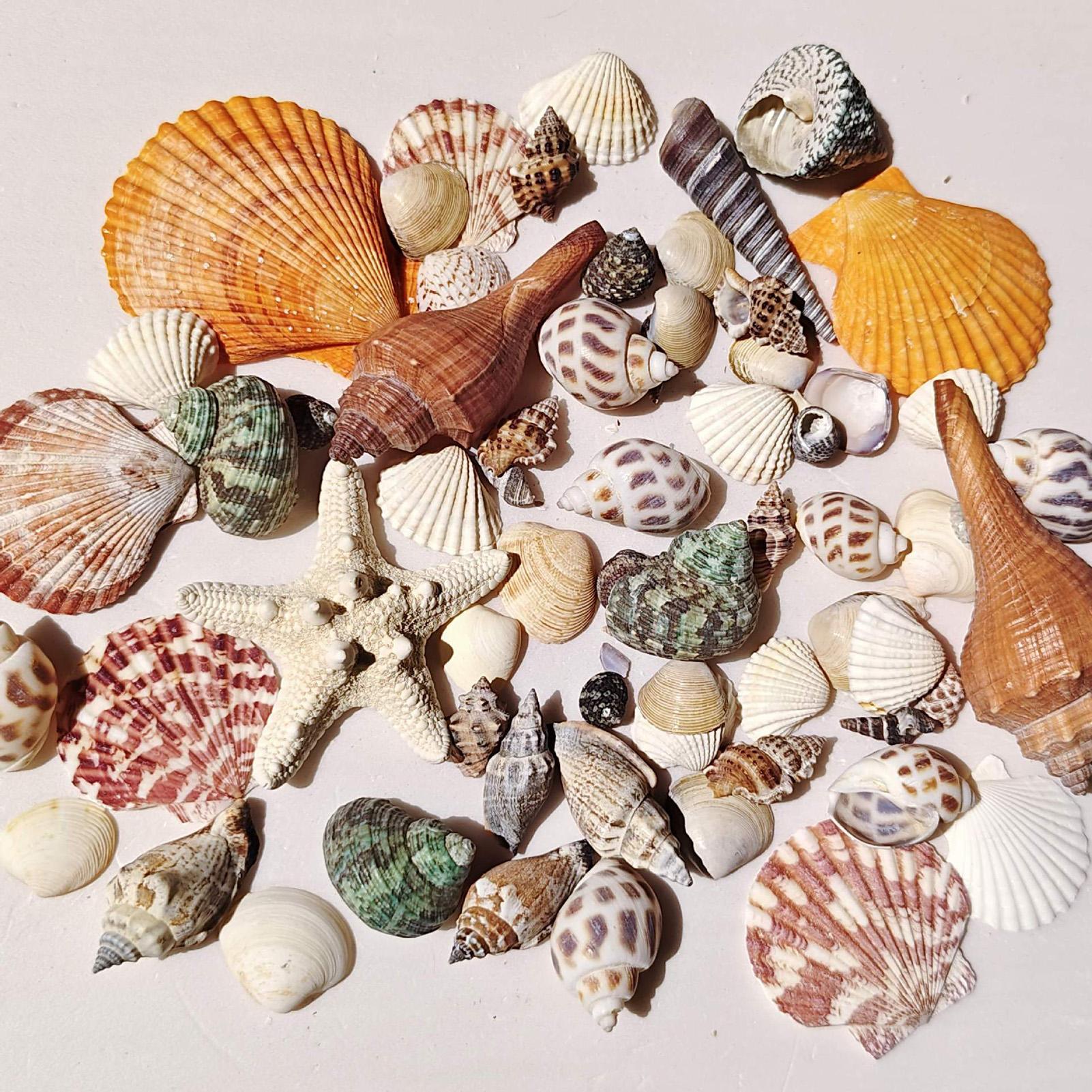 Tiny Shells Natural Sea Theme  - Candle Making For Kids 评论和价格